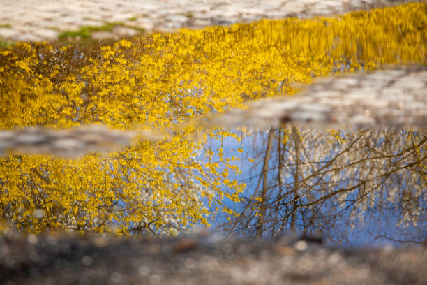 Springtime abstract reflections