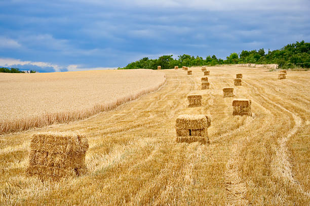 There are bales