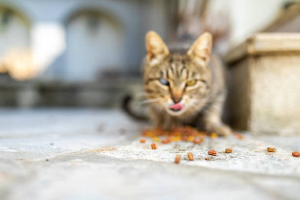 Cat with different eye color eating food outdoors