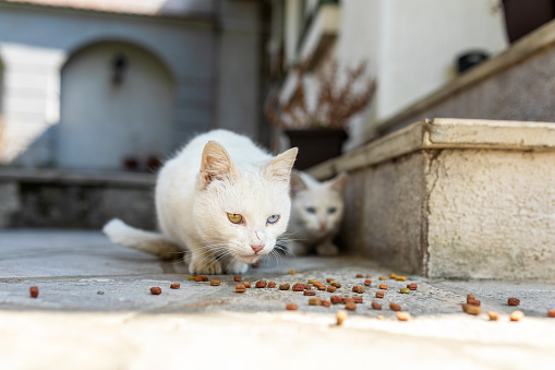 Two white cats eating dry food outdoors