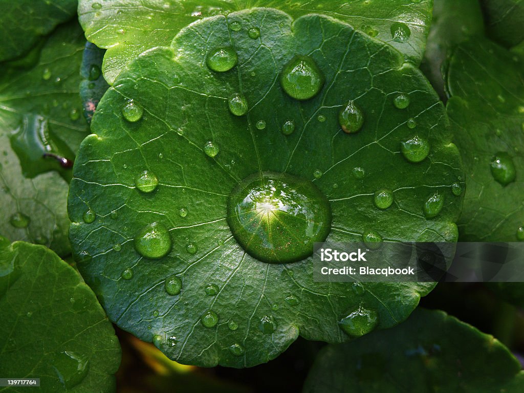 A la luz - Foto de stock de Agua libre de derechos