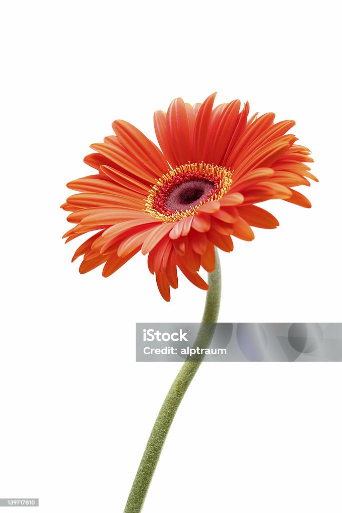 rising daisy gerbera daisy closeup with limited depth of field - focus on flower center, isolated over white Daisy Stock Photo