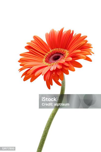 Rising Daisy Stock Photo - Download Image Now - Daisy, Orange Color, Plant Stem