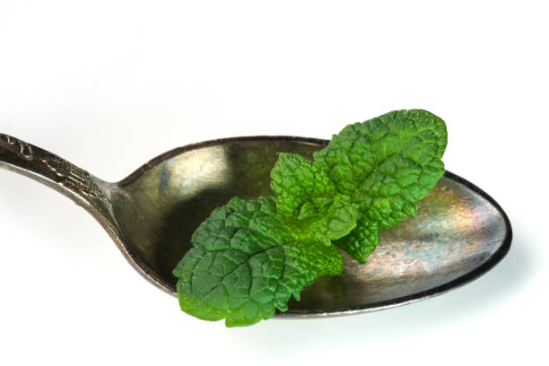 istock Young leaves of peppermint 1397178368