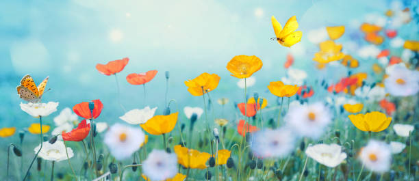 istock Beautiful colorful wide format image flower meadow with multi-colored poppies and fluttering butterflies in nature. 1397178548