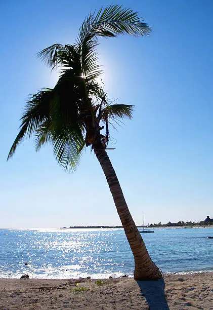 Photo of Palm Tree Silhouette