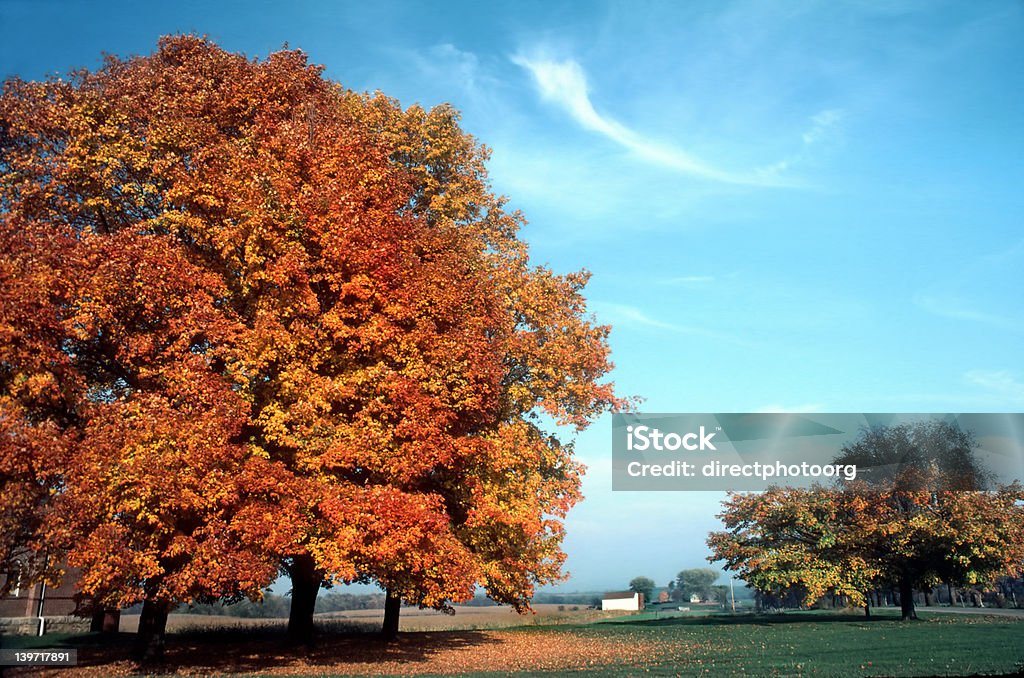 Orange Grün Baum im Herbst - Lizenzfrei Agrarbetrieb Stock-Foto