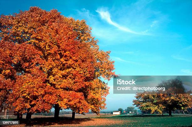 In Autunno Foglia Arancia Albero - Fotografie stock e altre immagini di Agricoltura - Agricoltura, Ambientazione esterna, Ambientazione tranquilla