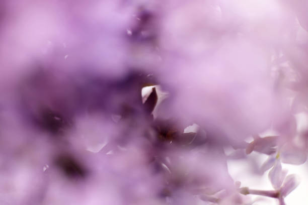 istock abstract defocused purple lilac flowers blurred background 1397178998