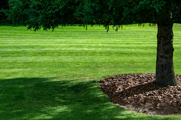 istock mulching with bark under a pine tree on a green grass with a lawn on meadow lit by sun, eco friendly summer sunny landscape with copy space, nobody. 1397179533