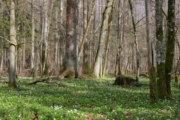 istock Deciduous tree stand with hornbeams and oaks 1397179539
