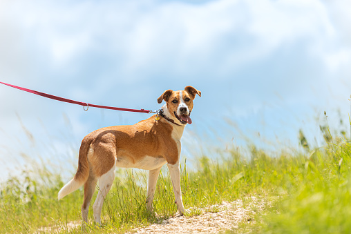 Brown cute happy dog portrait. Golden retriever mix. This file is cleaned and retouched.