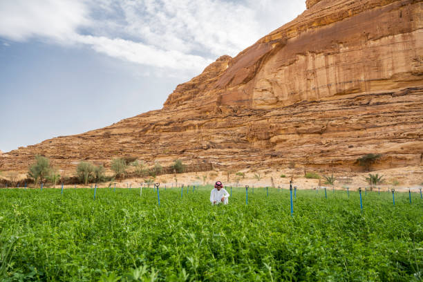 Saudi farmer caring for alfalfa growing in Al-Ula Valley