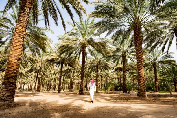 Full length rear view of Middle Eastern man in white dish dash, kaffiyeh, and agal walking on dirt path through desert oasis in northwestern Saudi Arabia.