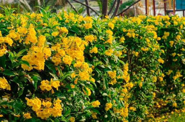 istock Lush green decorated from Yellow flowers by nature 1397180547