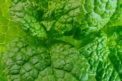 Young shoots and leaves of aromatic peppermint close-up macro photography