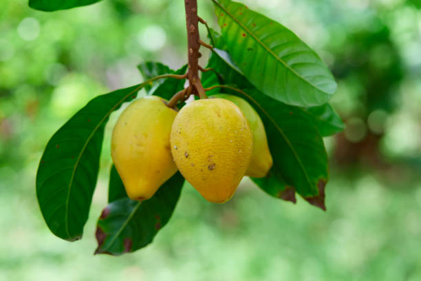 istock Bunch of ripe canistel hanging on tree branch 1397181022