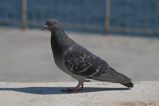 pigeon in urban environment. Close up photo of pigeon and its shadow on ground.