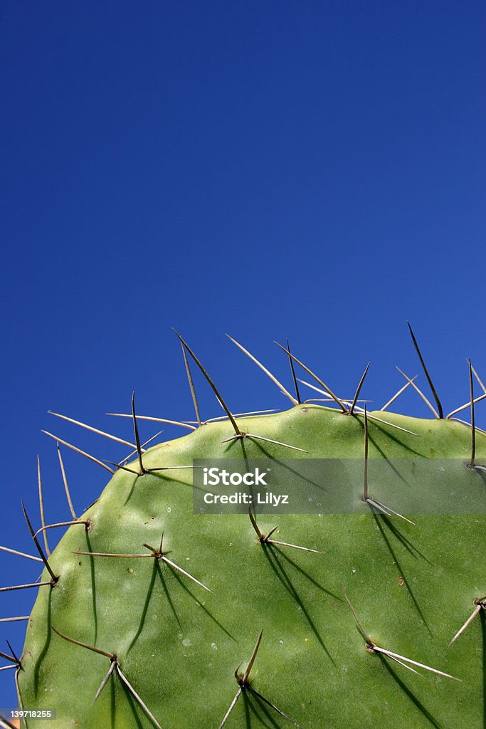 hojas de cactus - Foto de stock de Asia Occidental libre de derechos