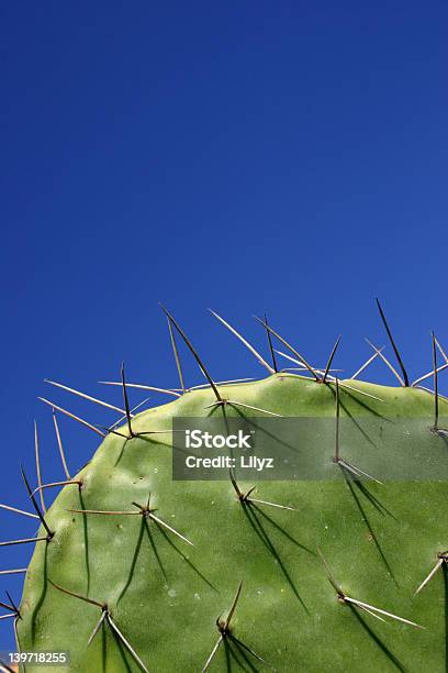 Hojas De Cactus Foto de stock y más banco de imágenes de Asia Occidental - Asia Occidental, Azul, Cactus