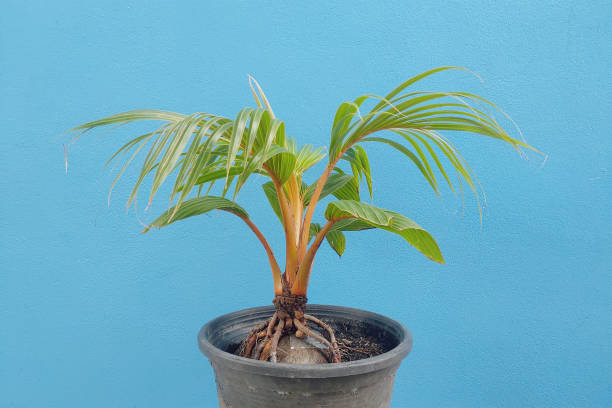 istock Coconut bonsai  hobbies interior home nature garden 1397182767