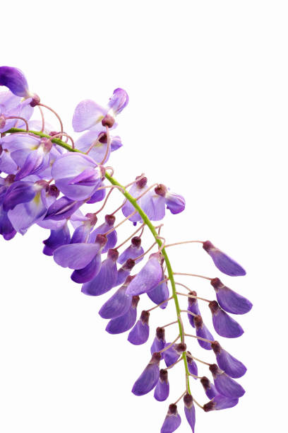istock wisteria purple spring flowers 1397183661