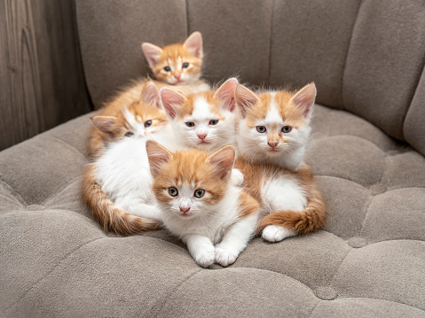 little cats on sofa, front view