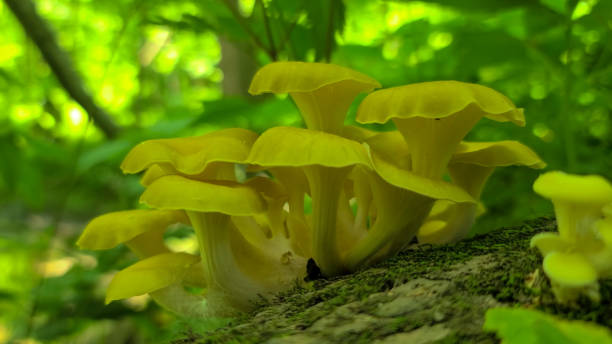 Pleurotus citrinopileatus (golden oyster mushroom) Pleurotus citrinopileatus (golden oyster mushroom) hobbyist stock pictures, royalty-free photos & images