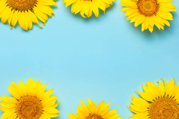 istock Frame from beautiful fresh sunflowers on blue background. Flat lay, top view, copy space. Autumn or summer Concept, harvest time, agriculture. Sunflower natural background. Flower card 1397184509