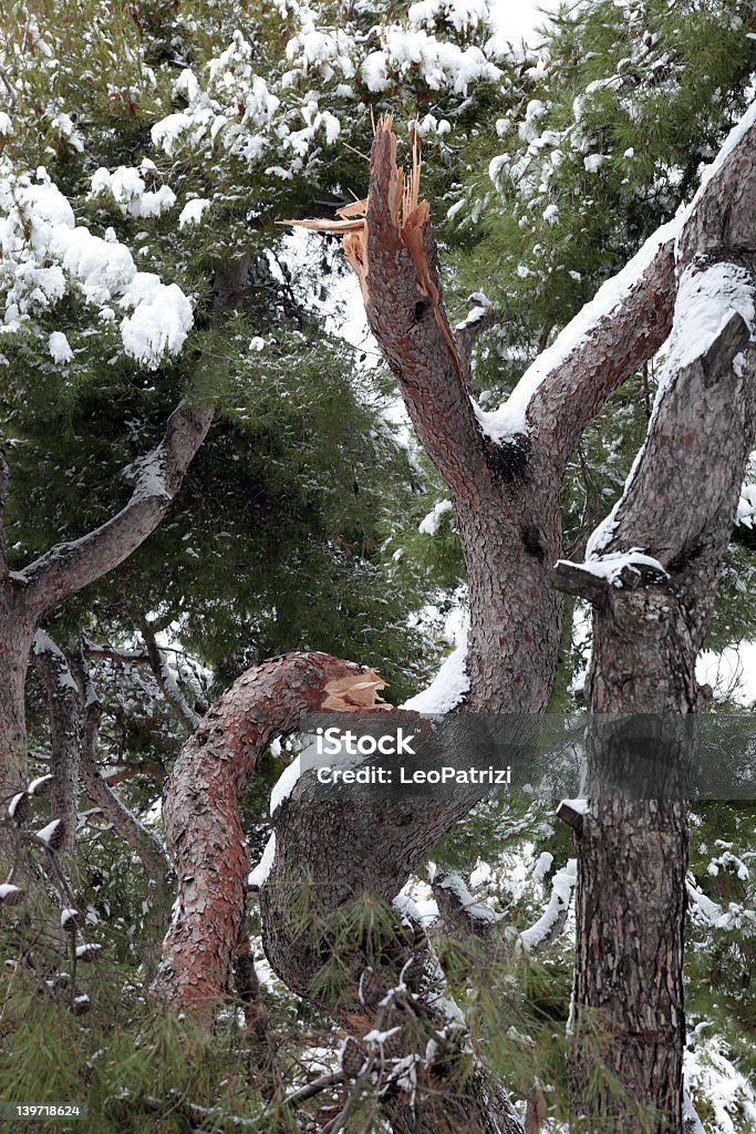 Albero rotto da neve - Foto stock royalty-free di Albero