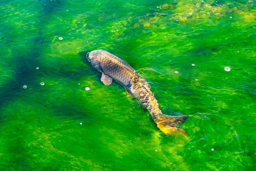 On a sunny day in April 2022, I photographed the freshwater fish \