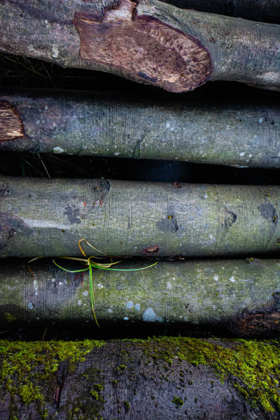 Cut tree trunks. stock photo