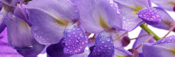 wisteria purple spring flowers isolated on white background