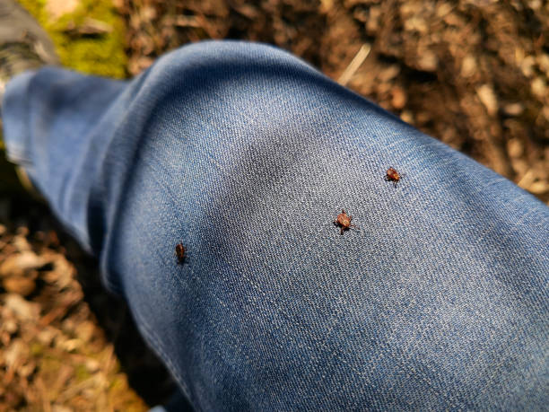A three deer ticks found on the blue jeans, pant leg of a man. A three deer ticks found on the blue jeans, pant leg of a man. The insect is tiny, black, and a reminder to do a tick check in order to avoid potential diseases such as lyme. tick animal stock pictures, royalty-free photos & images