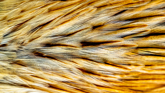 Feathers. Indian rooster bright color feathers.