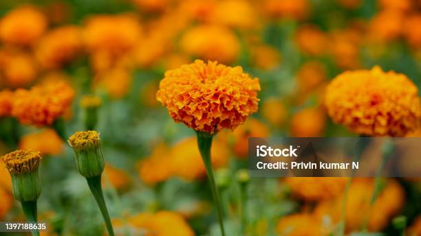 Marigold Stock Photo - Download Image Now - Beauty, Blossom, Botany