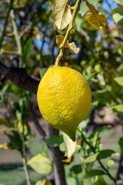 istock One healthy fresh lemon hanging from a brunch in the garden, citrus fruit with complex sour taste cultivated in warm climates 1397188746