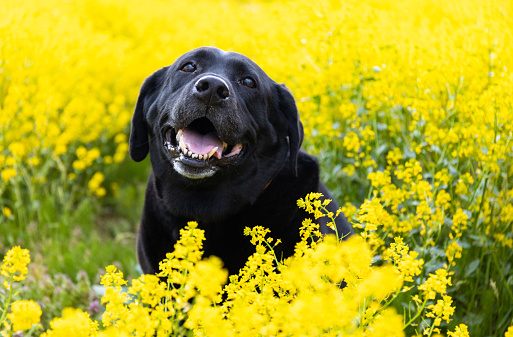 Pet dog in a field of Canola flowers.