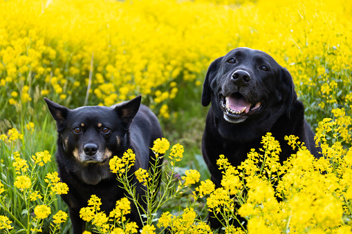 Pet dogs in a field of Canola flowers.