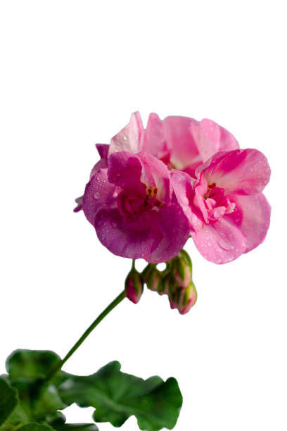 istock Pink flower of geranium, pelargonium on white background 1397189872