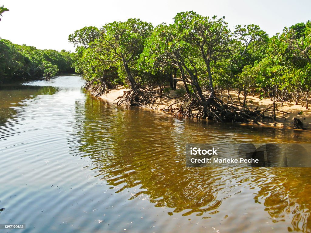 Mangroves on the shores of a tidal inlet on a sunny day in the Mangrove forests of the Inhaca Barrier Island system of the coast of Mozambique. Inhaca Island form a small barrier Island system, which is the Eastern edge of Maputo Bay. Most of it's coastline is part of a marine reserve, especially protecting the small coral reefs growing there Mozambique Stock Photo