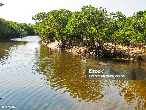 Mangroves On The Shores Of A Tidal Inlet On A Sunny Day In The Mangrove Forests Of The Inhaca Barrier Island System Of The Coast Of Mozambique Stock Photo - Download Image Now