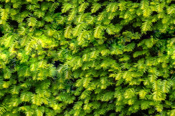 Seamless background of close up on taxus baccata evergereen hedge Seamless background of close up on green taxus baccata evergereen hedge taxus baccata fastigiata stock pictures, royalty-free photos & images