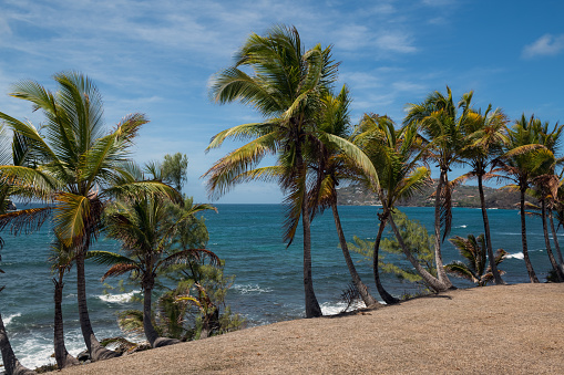 A beautiful row of palm trees on Pigeon Island in Saint Lucia.