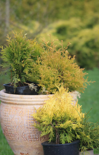 istock Various coniferous plants in flowerpots 1397194150