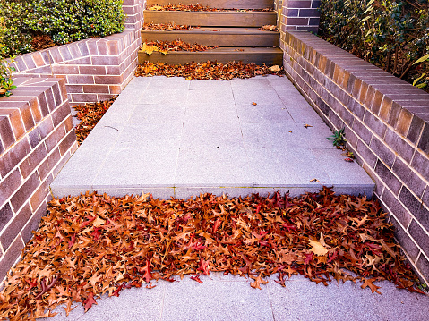 Horizontal landscape photo of a drift of colourful Maple leaves collected in front of a step on the pathway, lined with brick edges, leading to the front door of a suburban home. No