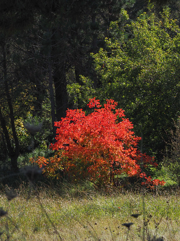 Vertical landscape photo of a small uncultivated Ornamental Pistachio tree covered with vibrant red leaves growing in a grass area in a forest. New England high country, northern tablelands, NSW