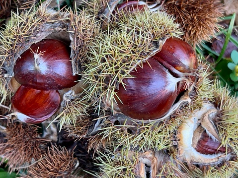 Horizontal high angle extreme closeup photo of shiny brown chestnuts in their spiky brown cases lying on the grass under the Chestnut tree in Autumn. New England high country, northern NSW.