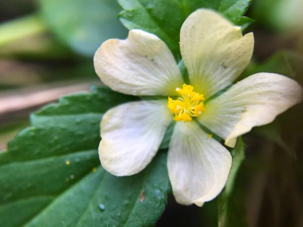 istock flower petals from the wild plant sidaguri (Sida rhombifolia) 1397196026