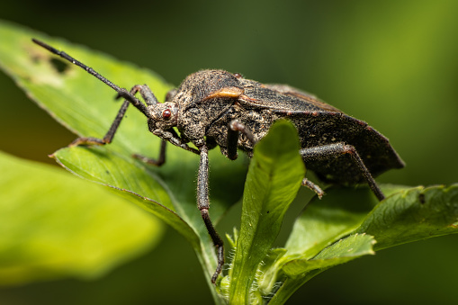 Big Brown Beetle Pest in garden